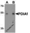 Prolyl 4-Hydroxylase Subunit Beta antibody, 8213, ProSci Inc, Western Blot image 
