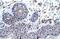 Zinc Finger Protein 660 antibody, PA5-41244, Invitrogen Antibodies, Immunohistochemistry frozen image 