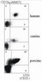 Complement receptor type 2 antibody, AM03064FC-N, Origene, Flow Cytometry image 