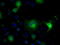 Isocitrate Dehydrogenase (NADP(+)) 1, Cytosolic antibody, LS-C784400, Lifespan Biosciences, Immunofluorescence image 