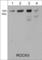 Rho Associated Coiled-Coil Containing Protein Kinase 2 antibody, RM2761, ECM Biosciences, Western Blot image 