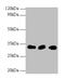 HUS1 Checkpoint Clamp Component antibody, CSB-PA010909LA01HU, Cusabio, Western Blot image 