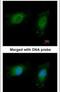NME/NM23 Nucleoside Diphosphate Kinase 1 antibody, PA5-29612, Invitrogen Antibodies, Immunofluorescence image 