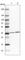 Leucine Carboxyl Methyltransferase 1 antibody, HPA041559, Atlas Antibodies, Western Blot image 