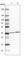 Leucine carboxyl methyltransferase 1 antibody, HPA041559, Atlas Antibodies, Western Blot image 