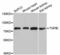 Transforming Growth Factor Beta Induced antibody, LS-C332168, Lifespan Biosciences, Western Blot image 