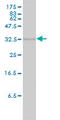 Heme Oxygenase 2 antibody, LS-C197425, Lifespan Biosciences, Western Blot image 