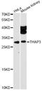THAP Domain Containing 3 antibody, LS-C747924, Lifespan Biosciences, Western Blot image 