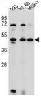 Ankyrin Repeat Domain 40 antibody, AP50187PU-N, Origene, Western Blot image 