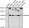 WD Repeat Domain 82 antibody, LS-C750488, Lifespan Biosciences, Western Blot image 