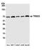 Tripartite Motif Containing 25 antibody, A301-857A, Bethyl Labs, Western Blot image 