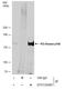 Phosphoinositide-3-Kinase Regulatory Subunit 4 antibody, GTX132466, GeneTex, Immunoprecipitation image 