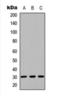 Spindlin-1 antibody, orb393170, Biorbyt, Western Blot image 