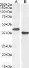 Paired Box 5 antibody, LS-C34648, Lifespan Biosciences, Western Blot image 