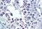 Diablo IAP-Binding Mitochondrial Protein antibody, orb89052, Biorbyt, Immunohistochemistry paraffin image 