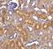 CAD protein antibody, NBP1-77009, Novus Biologicals, Immunohistochemistry paraffin image 