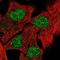 RXR beta antibody, NBP2-57755, Novus Biologicals, Immunocytochemistry image 