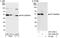 p21-activated protein kinase-interacting protein 1 antibody, A301-550A, Bethyl Labs, Immunoprecipitation image 