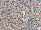Fms Related Tyrosine Kinase 3 antibody, CSB-PA922469, Cusabio, Immunohistochemistry frozen image 