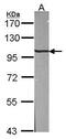 Adaptor Related Protein Complex 1 Subunit Beta 1 antibody, PA5-21381, Invitrogen Antibodies, Western Blot image 