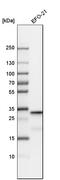 Sirtuin 5 antibody, HPA022002, Atlas Antibodies, Western Blot image 