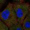 RING finger protein unkempt-like antibody, NBP2-55888, Novus Biologicals, Immunofluorescence image 