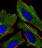 KiSS-1 Metastasis Suppressor antibody, GTX01566, GeneTex, Immunofluorescence image 