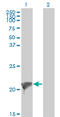 Twist-related protein 2 antibody, LS-B4547, Lifespan Biosciences, Western Blot image 