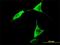 10-FTHFDH antibody, H00010840-M01, Novus Biologicals, Immunofluorescence image 