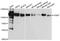 Oxysterol Binding Protein antibody, STJ24872, St John