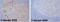 Ceruloplasmin antibody, ab48614, Abcam, Immunohistochemistry paraffin image 