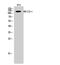 Nuclear Export Mediator Factor antibody, A09039, Boster Biological Technology, Western Blot image 