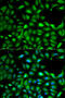 Insulin Like Growth Factor 2 antibody, 18-490, ProSci, Immunofluorescence image 