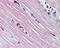 Adenosine Monophosphate Deaminase 1 antibody, PA5-23172, Invitrogen Antibodies, Immunohistochemistry frozen image 