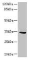 Solute Carrier Family 25 Member 18 antibody, CSB-PA880945LA01HU, Cusabio, Western Blot image 