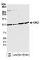 ER Membrane Protein Complex Subunit 1 antibody, A305-604A-M, Bethyl Labs, Western Blot image 