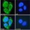 Netrin 1 antibody, LS-B5912, Lifespan Biosciences, Immunofluorescence image 