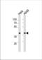 DNA excision repair protein ERCC-1 antibody, TA324711, Origene, Western Blot image 