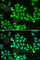 Chromodomain Helicase DNA Binding Protein 2 antibody, A5895, ABclonal Technology, Immunofluorescence image 