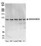 Exocyst Complex Component 4 antibody, A304-786A, Bethyl Labs, Western Blot image 