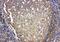IL-4 antibody, PA5-79504, Invitrogen Antibodies, Immunohistochemistry paraffin image 