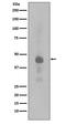 CAMP Responsive Element Binding Protein 1 antibody, P00577-1, Boster Biological Technology, Western Blot image 