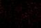 Low Density Lipoprotein Receptor antibody, A00076, Boster Biological Technology, Immunofluorescence image 