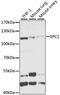 Enhancer Of Polycomb Homolog 1 antibody, A03346, Boster Biological Technology, Western Blot image 