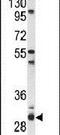 Proteasome Assembly Chaperone 2 antibody, PA5-26702, Invitrogen Antibodies, Western Blot image 