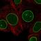 Torsin 1A Interacting Protein 1 antibody, NBP2-47403, Novus Biologicals, Immunofluorescence image 