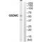 Gasdermin C antibody, A13060, Boster Biological Technology, Western Blot image 