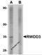RWD Domain Containing 3 antibody, 5407, ProSci, Western Blot image 