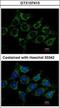 Acylglycerol Kinase antibody, GTX107413, GeneTex, Immunofluorescence image 