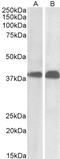 SET Nuclear Proto-Oncogene antibody, LS-B4032, Lifespan Biosciences, Western Blot image 